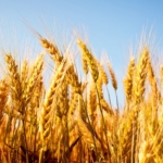 wheat in field