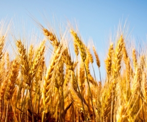 wheat in field