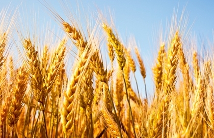 wheat in field