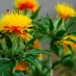 safflower