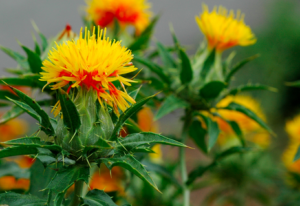 safflower