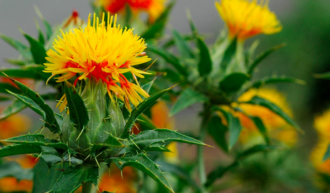 safflower